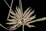 Gray's flatsedge